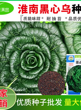 种籽乌塌菜种子蔬菜菊花黑心乌塌菜种子春秋四季播农家易种蔬
