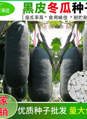 种籽大黑皮冬瓜种子墨绿色黑色冬瓜籽高产量巨型广东四季易种