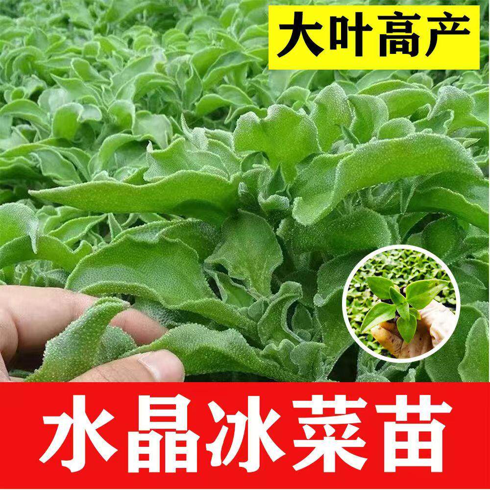 冰菜种子四季种子蔬菜苗秧苗