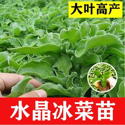 冰菜种子四季种子蔬菜苗秧苗