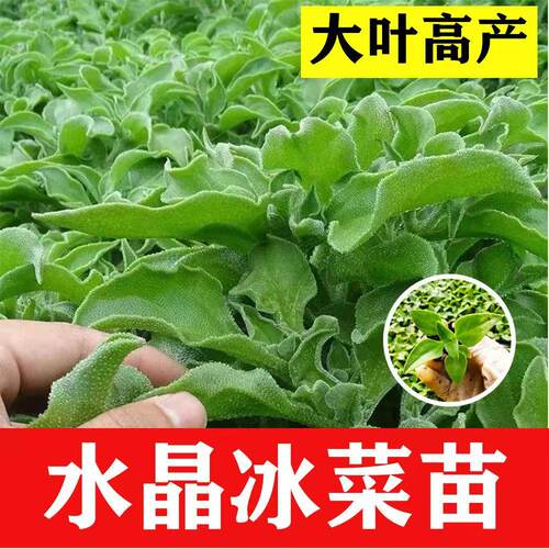 冰菜种子四季种子蔬菜苗秧苗