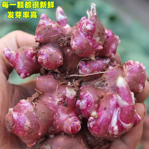 雪莲果种孑种苗果苗雪连种果种