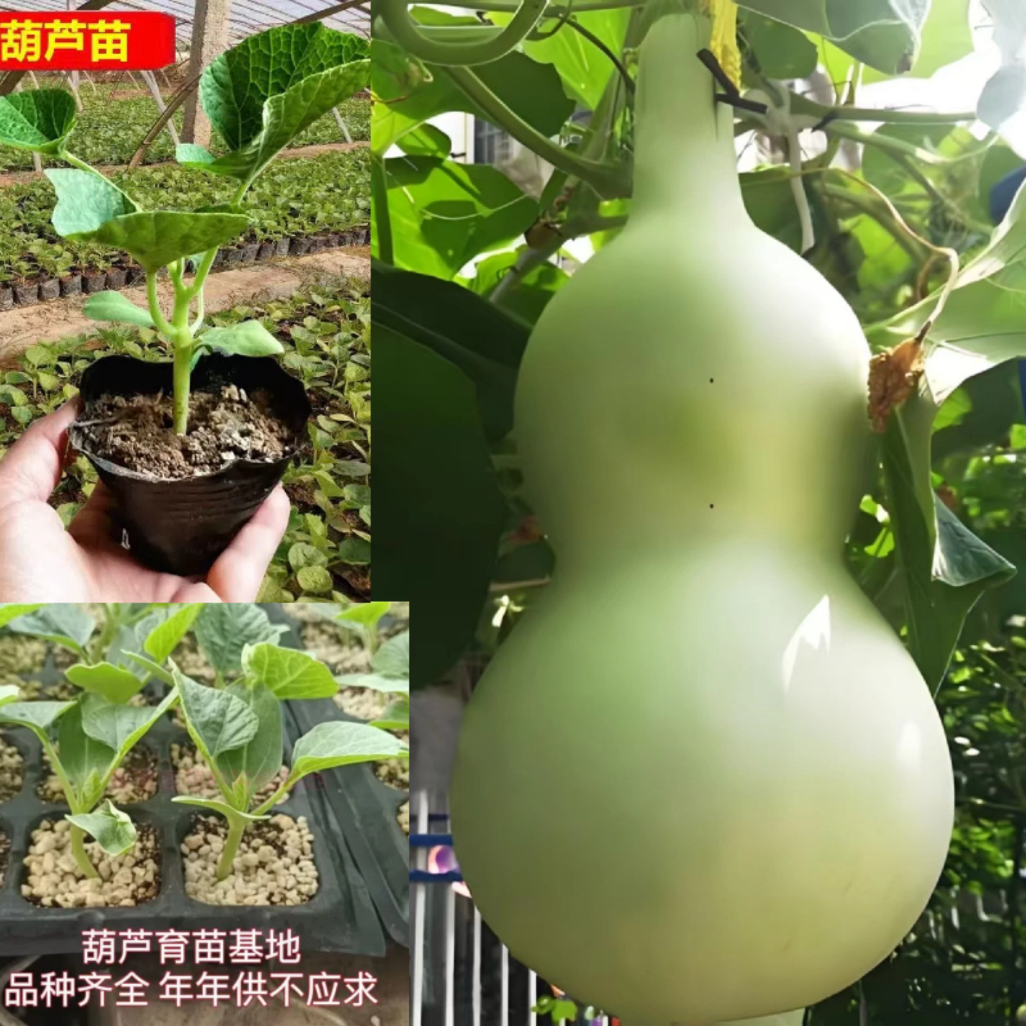 大酒仙葫芦种苗葫芦瓜种子苗子庭院阳台盆栽爬藤特大葫芦种籽秧苗