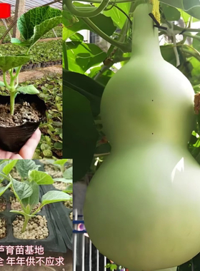 大酒仙葫芦种苗葫芦瓜种子苗子庭院阳台盆栽爬藤特大葫芦种籽秧苗