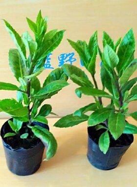 食用盆栽明月草苗明月草盆栽金鸡毛泰国仙草富贵菜白凤菜白背三七