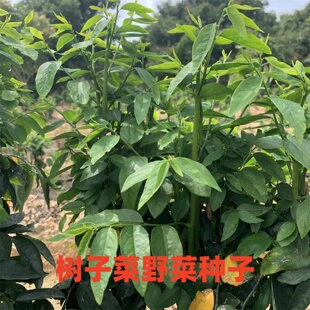 树仔菜种子野菜种籽天绿香苗南方阳台庭院懒人种植阳台盆栽蔬菜种