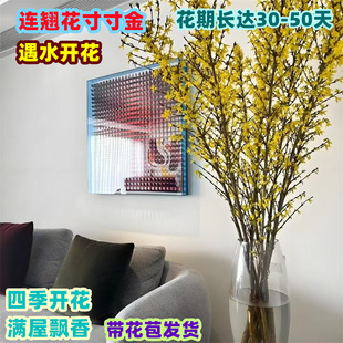 串串金干枝泡水开真花室内绿植耐寒年宵花卉四季过年寸寸金连翘花