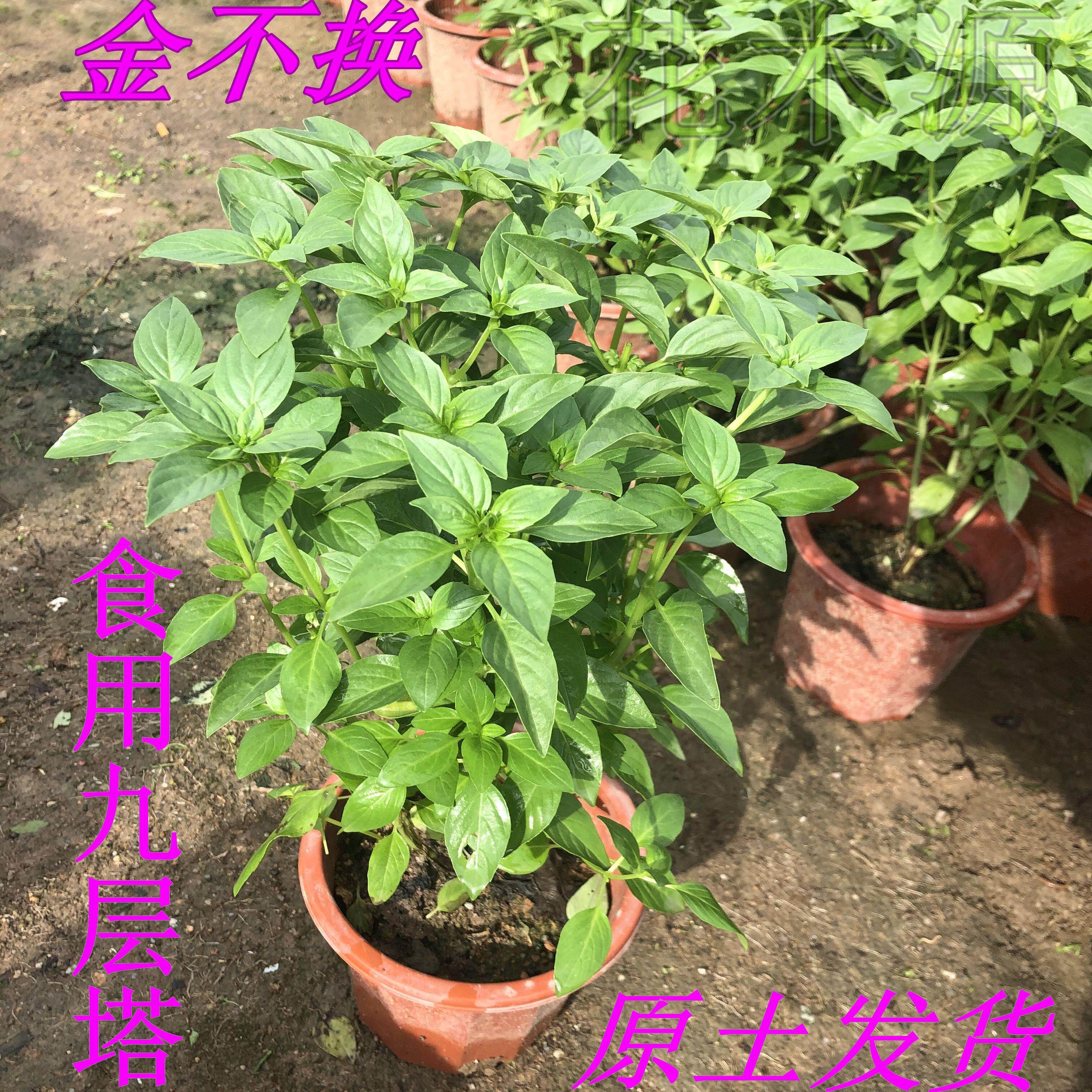 香草金不换苗盆栽种苗可食用新鲜植物九层塔泰国罗勒叶绿植香料苗