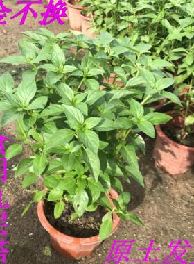香草金不换苗盆栽种苗可食用新鲜植物九层塔泰国罗勒叶绿植香料苗