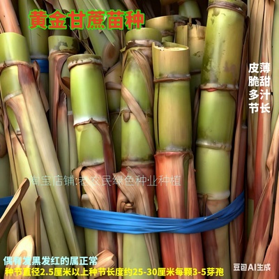 黄金甘蔗苗种子南北方种植水果