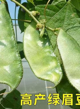 老品种绿眉豆种子猪耳朵扁豆籽春夏庭院菜园高产架豆四季蔬菜种子
