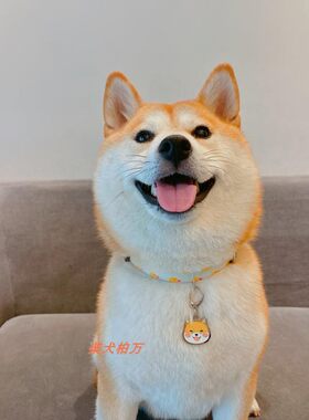 不锈钢柴犬定制刻字防丢狗牌