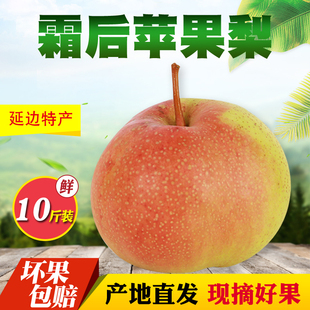 东北延边苹果梨 特产龙井新鲜水果多汁白梨10斤 25年新采摘发货