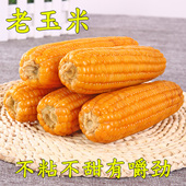 真空玉米棒黄嫩老笨适中老式 不粘不甜糯非转基因硬农家老品种5斤