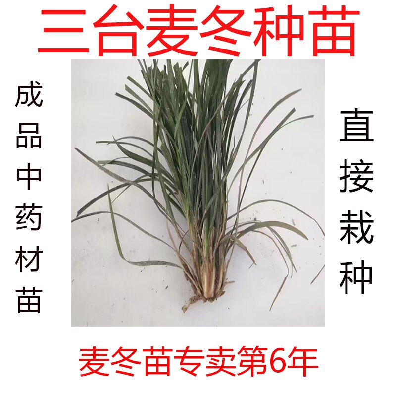 春节不打烊2026年四川三台中药材麦冬种苗 绿化苗 麦冬草正宗种苗图片