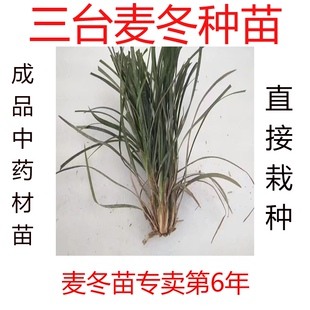 春节不打烊2026年四川三台中药材麦冬种苗 绿化苗 麦冬草正宗种苗