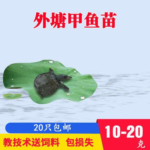 中华鳖甲鱼苗活体鳖苗小王八小甲