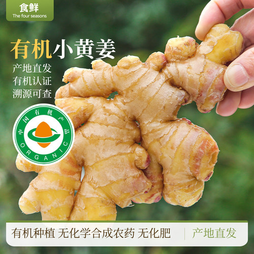 有机小黄姜水洗生姜有机种植新鲜月子姜鲜姜孕妇食用干姜农产品