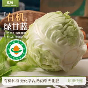 有机绿甘蓝圆白菜新鲜蔬菜配送通过有机认证大头菜卷心菜蔬菜沙拉