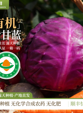有机紫甘蓝高原露天有机种植自然生长时令新鲜采摘蔬菜放心食用