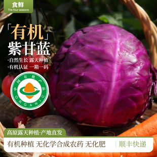 有机紫甘蓝高原露天有机种植自然生长时令新鲜采摘蔬菜放心食用