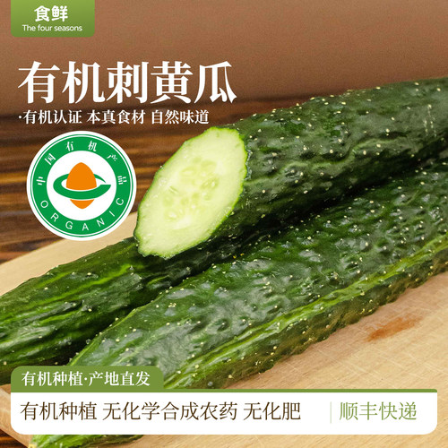 有机刺黄瓜有机种植自然生长新鲜蔬菜安心食材凉拌烹饪沙拉生吃