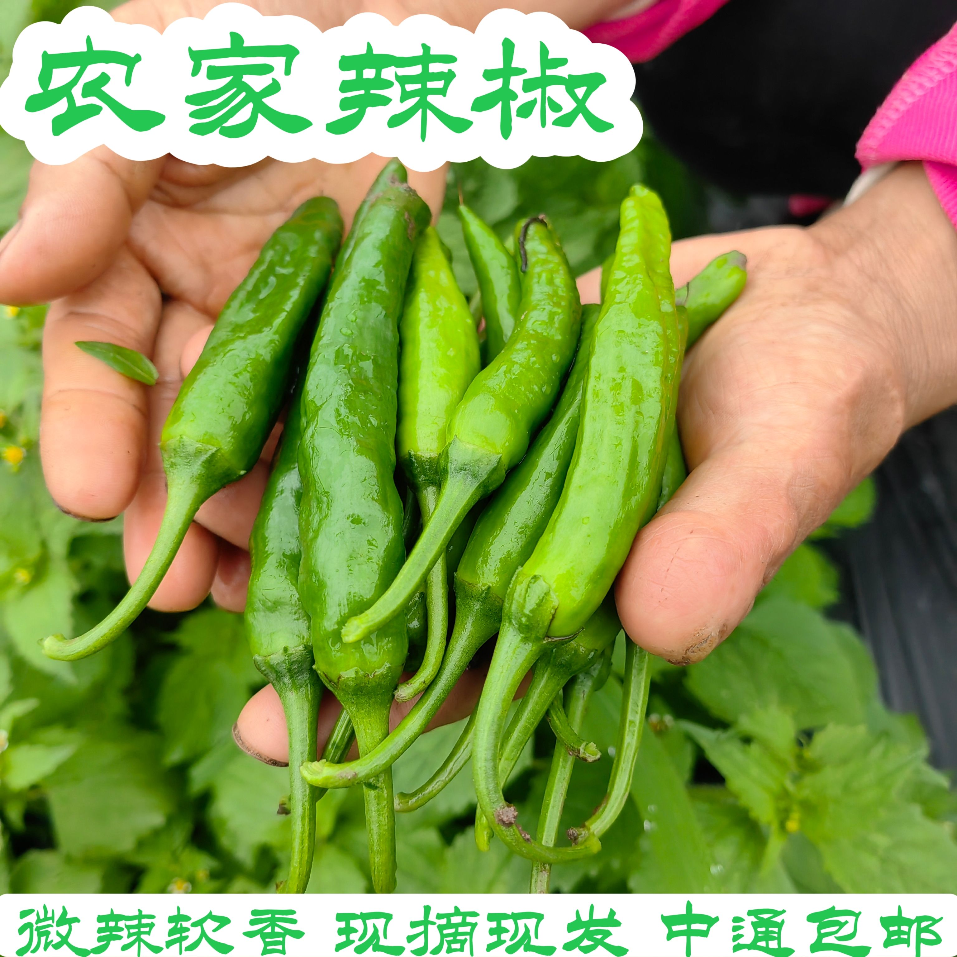 【农家嫩辣椒】恩施微辣辣椒高山农家自种现摘现发申通包邮