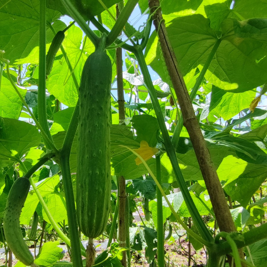 新鲜黄瓜水果黄瓜恩施高山农家露天种植无农残无化肥