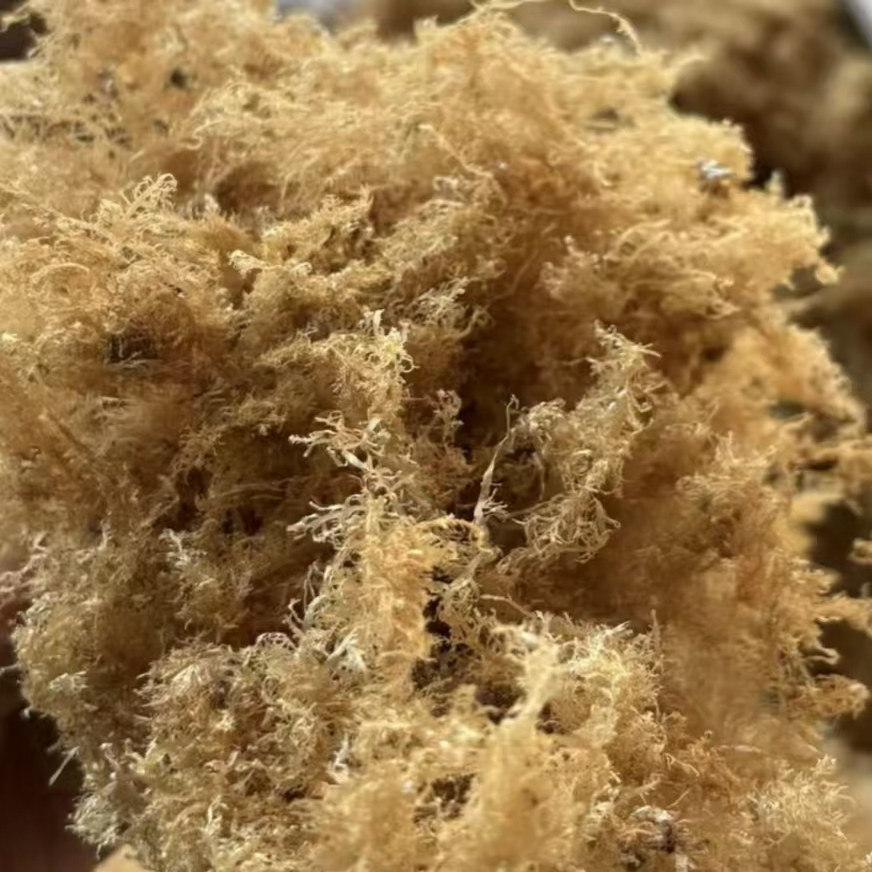 零售批发浙江台州特产野生海石花草凉粉洋菜膏糕凉菜糕果冻冷饮