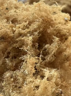 零售批发浙江台州特产野生海石花草凉粉洋菜膏糕凉菜糕果冻冷饮