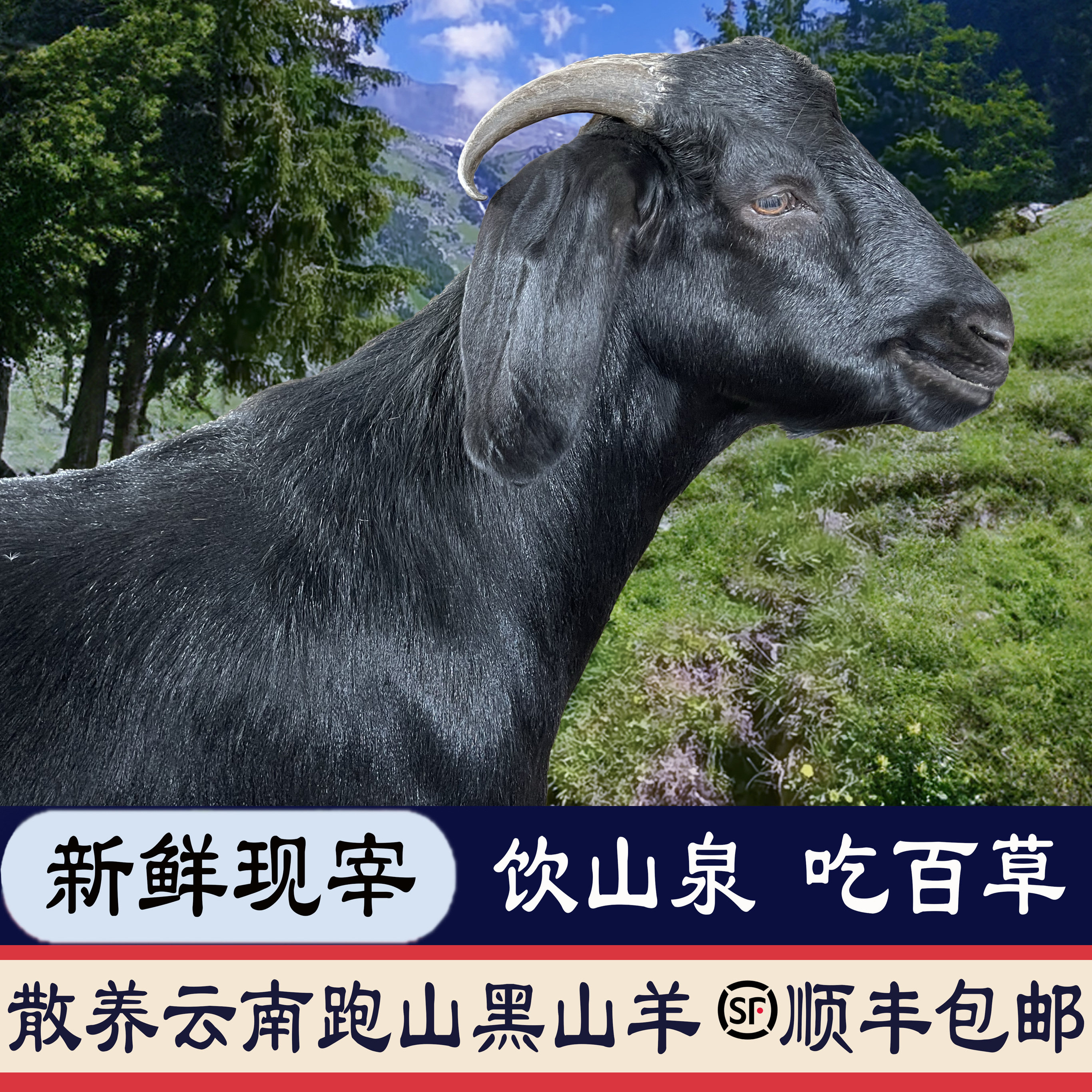 清真屠宰云南农家散养跑山黑山羊现宰带皮去皮羊排羊腿顺丰包邮