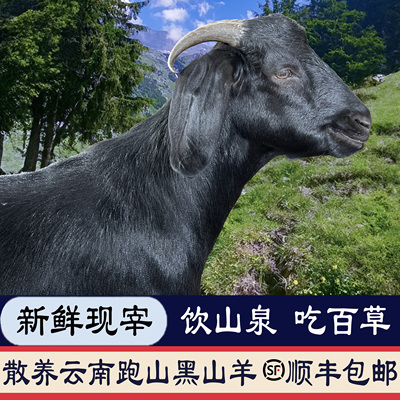清真现宰云南农家散养跑山黑山羊现宰带皮去皮羊排羊腿顺丰包邮