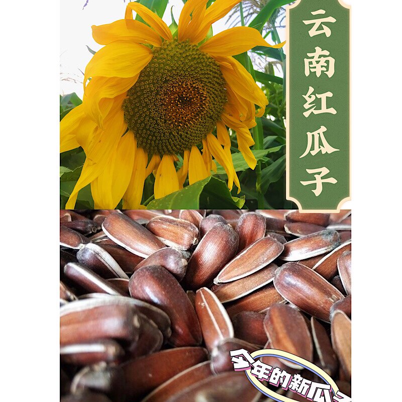 云南红皮水果瓜子高山向日葵葵花籽甜糯瓜子云南红皮农家自种