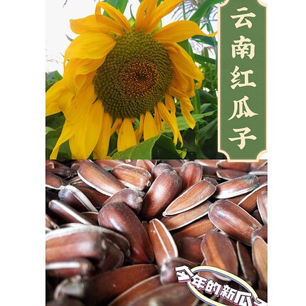 云南生红瓜子大颗粒散装小包装原味甜糯新货零食红皮瓜子生葵花籽