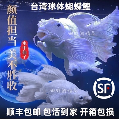 大尾狮子广温淡水鱼弱碱性蝴蝶鲤