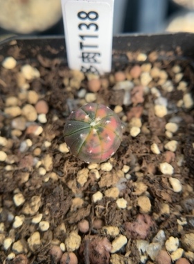 【忆多肉】星兜锦实生t138