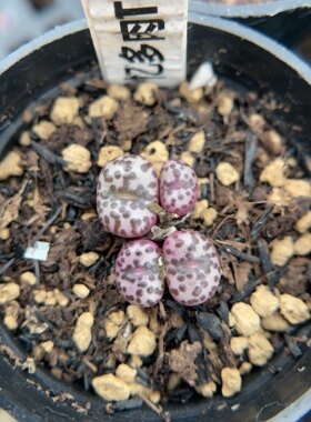 【忆多肉】肉锥花安贞t068