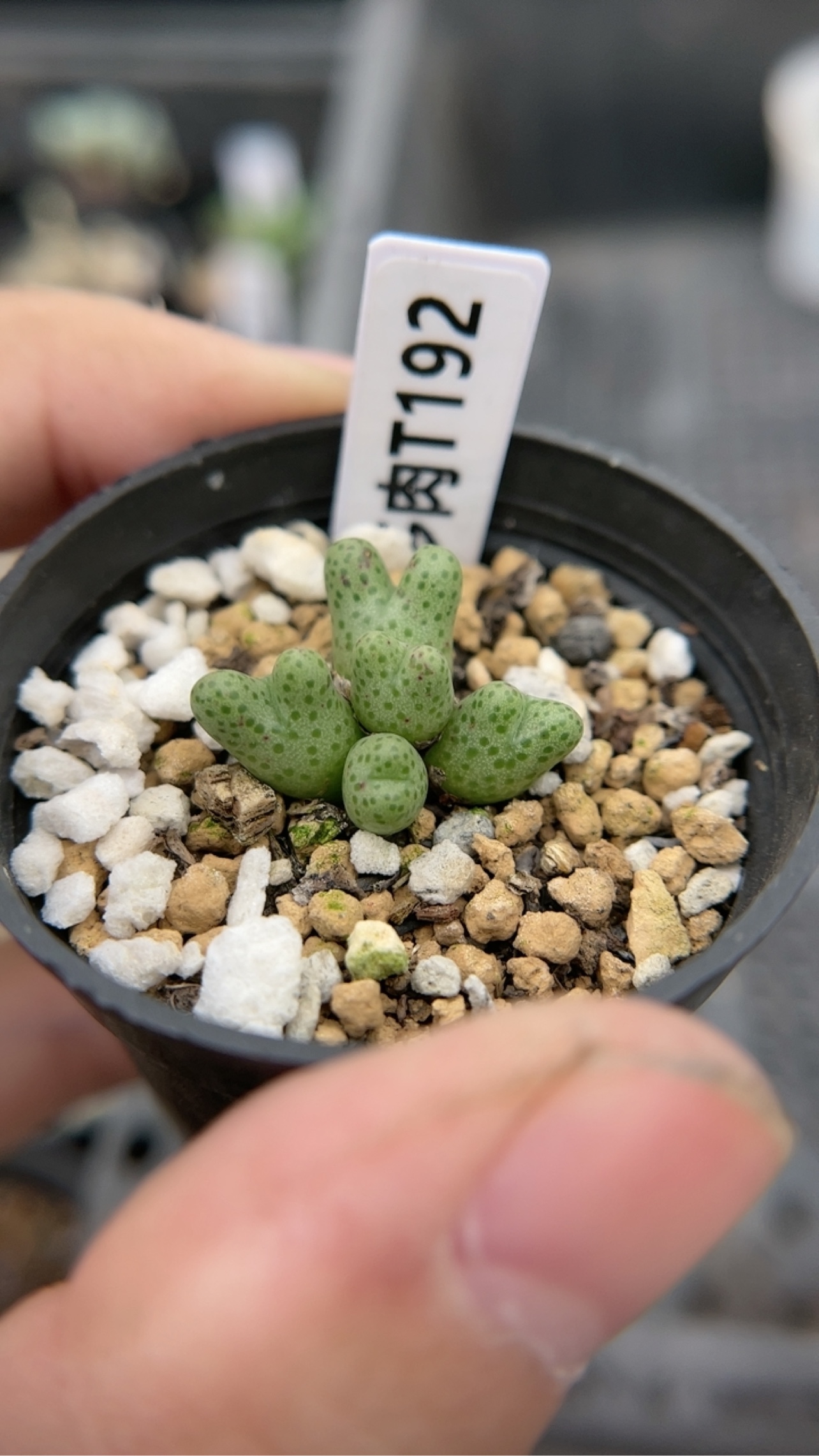 【忆多肉】955D斑马t192