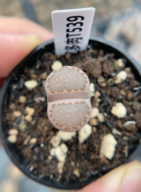 【忆多肉】大窗饼干寿丽t539