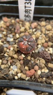 星兜锦实生t384 忆多肉