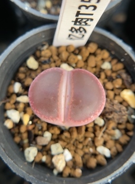 【忆多肉】KO日轮t353