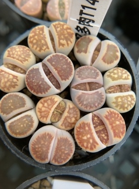 【忆多肉】菊纹章拼盘t144