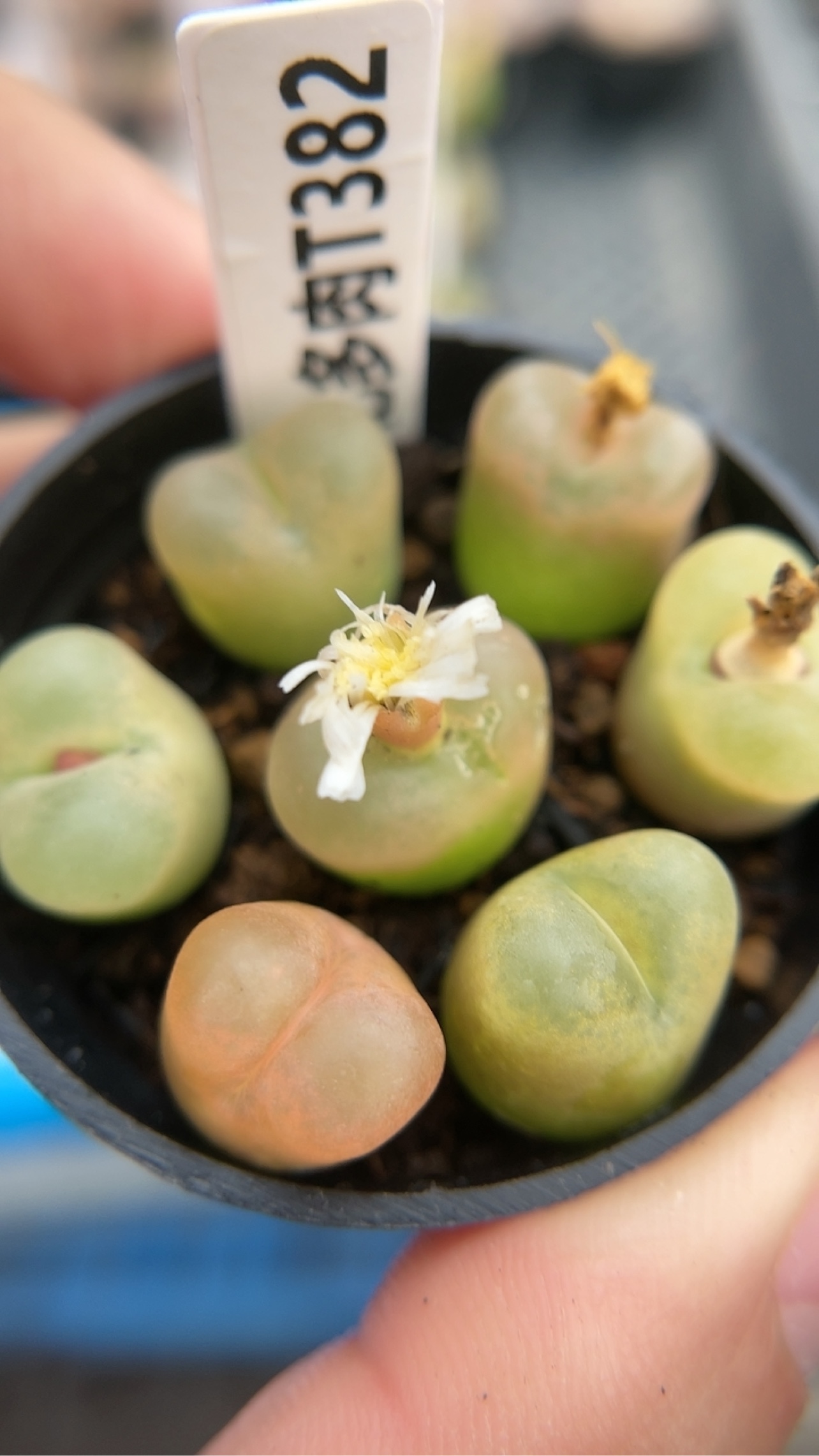 【忆多肉】毛汉尼拼盘t382