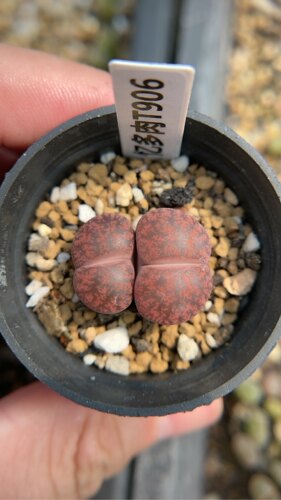 【忆多肉】生石花酒红*绫耀t906