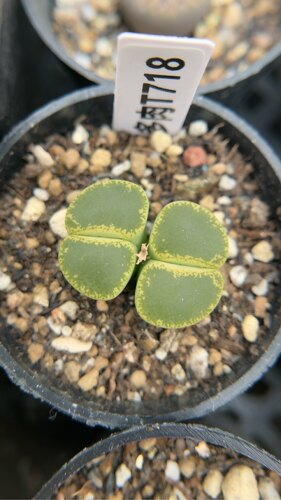 【忆多肉】生石花绿宝石t718