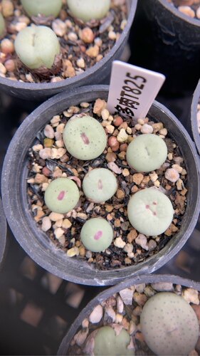【忆多肉】肉锥花小红嘴t825