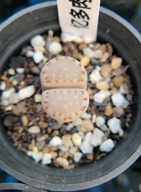 【忆多肉】大窗饼干寿丽t407