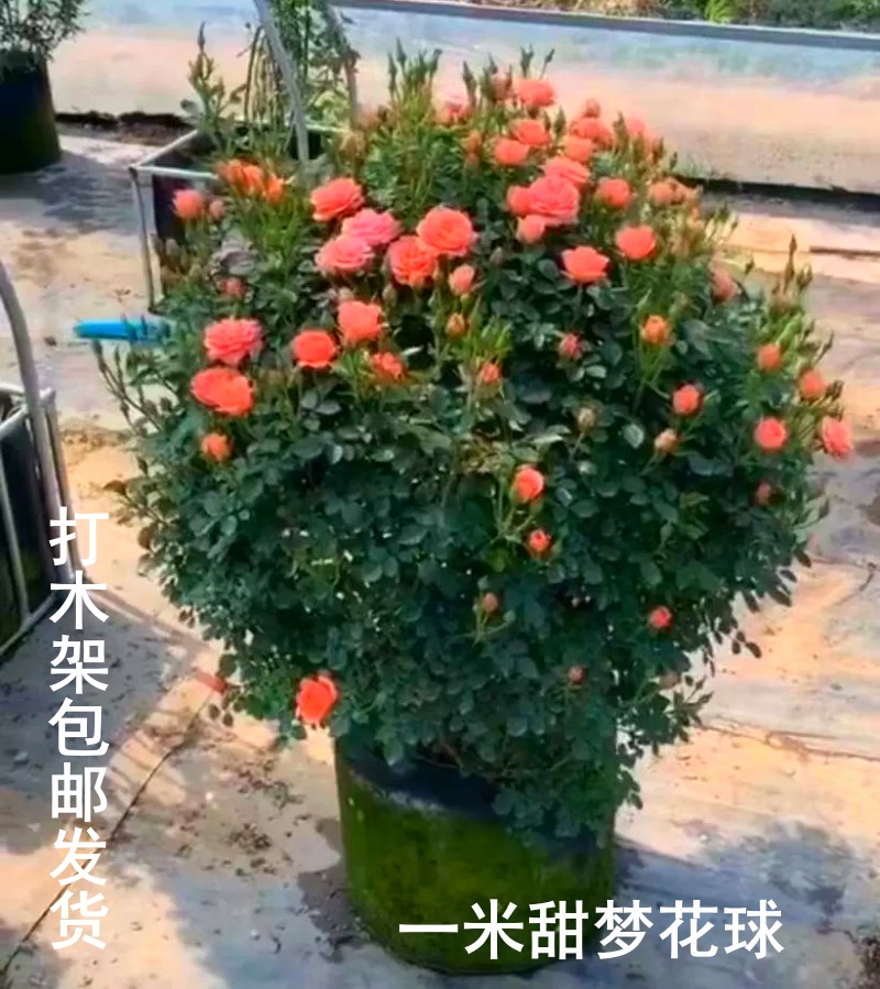 蔷薇花苗造型花球藤本小女孩彩虹甜梦龙沙宝石庭院别墅花卉多季开