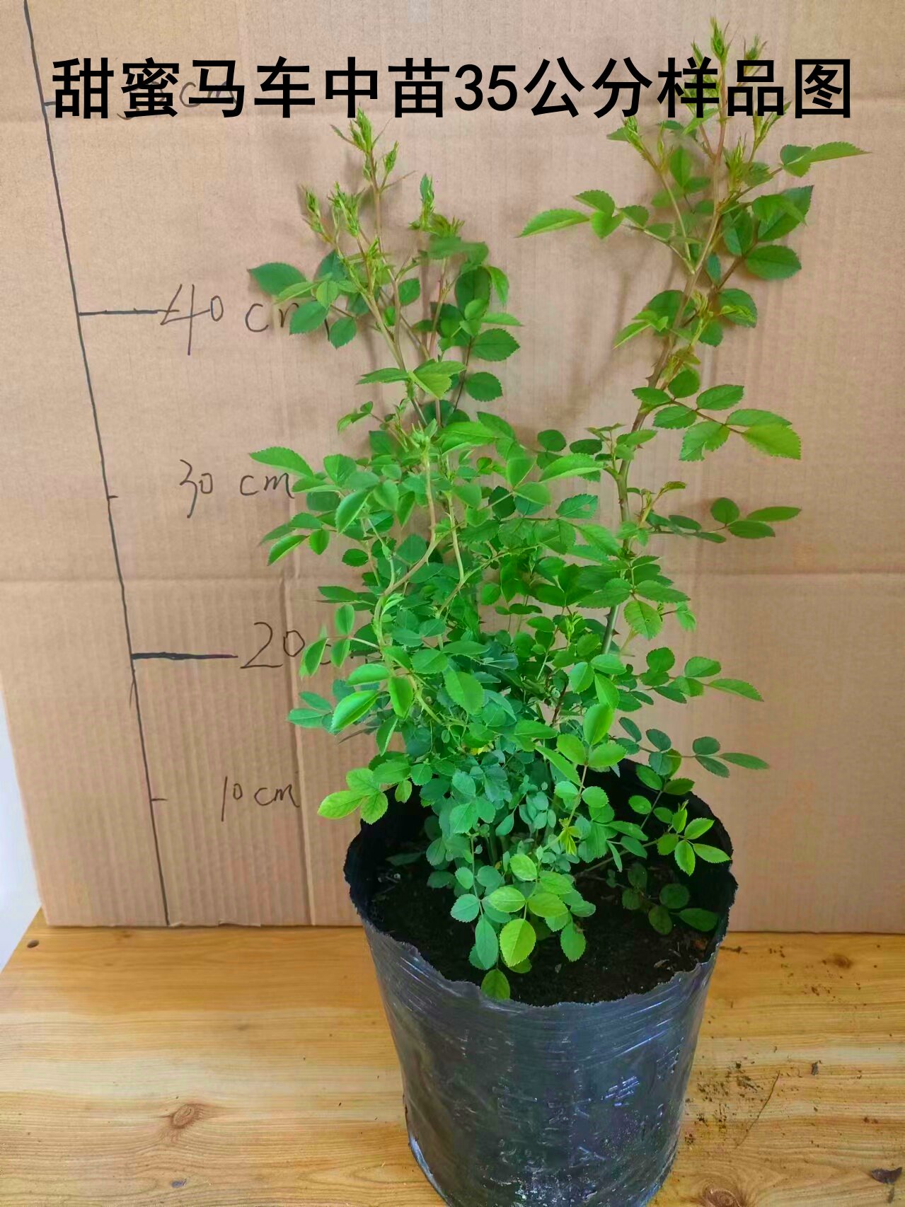 带花发货甜蜜马车微型月季花苗浓香四季开花花卉多头室内阳台盆栽