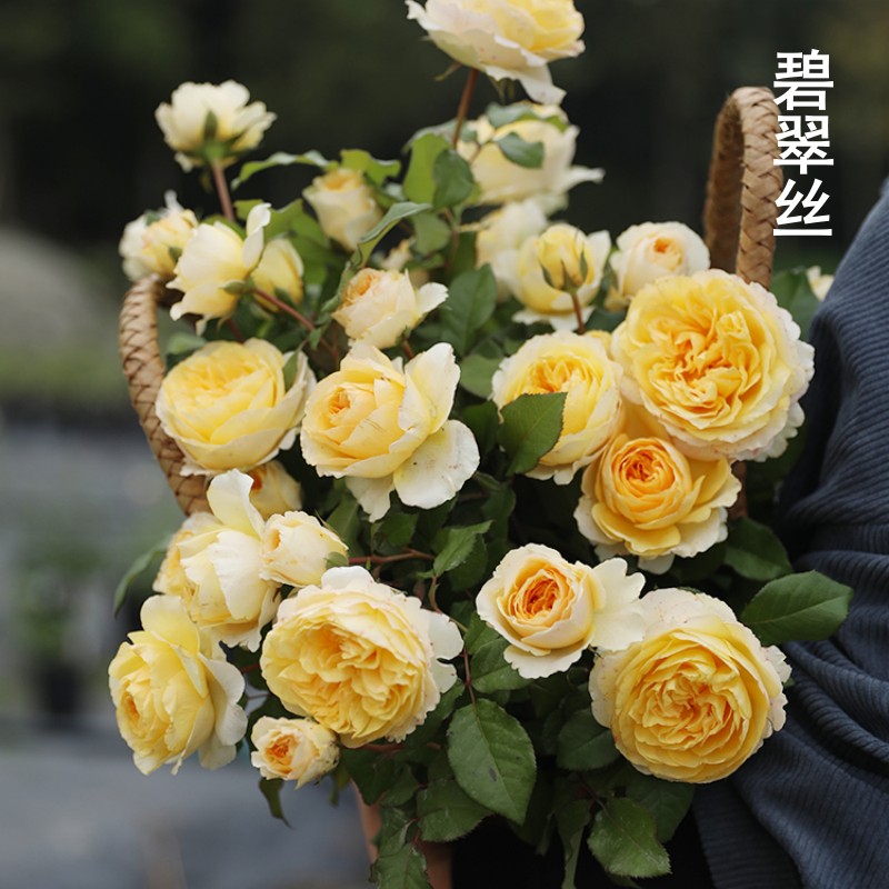 带花发货浓香阳台盆栽月季碧翠丝